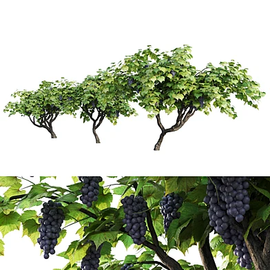 Vines Grapes 01