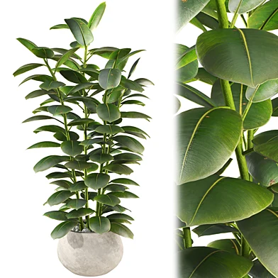Bonsai Ficus Rubber Tree Set 414