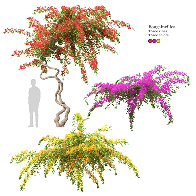 Bougainvillea 9