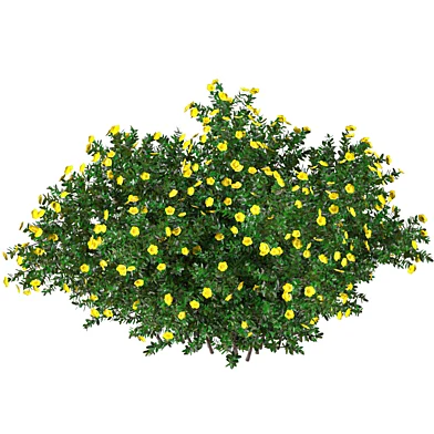 Plant Set 017