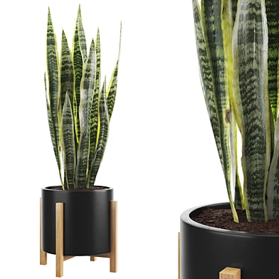 Sanseveria 04