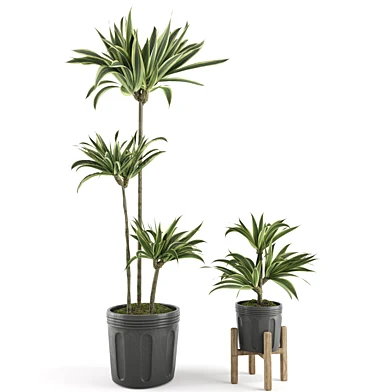 Dracaena