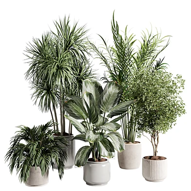 Indoor plant 588