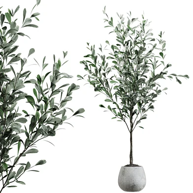 Indoor Plant collection 1052