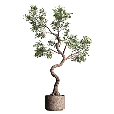 Indoor plant 004