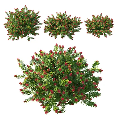 Callistemon citrinus Little John bush