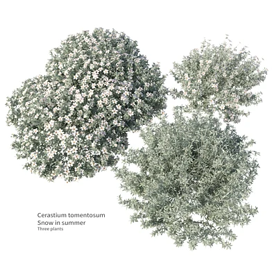 cerastium tomentosum