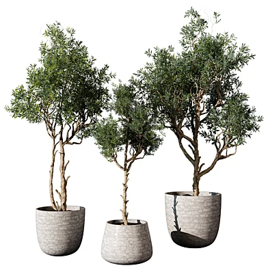 indoor Plant 643