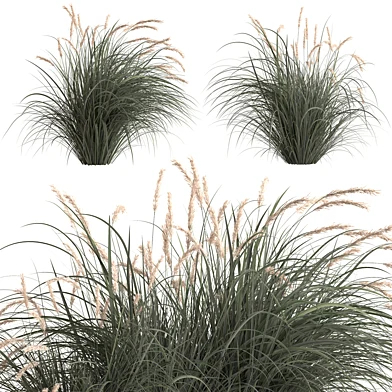 Pampas and Wheat Grass Set 41