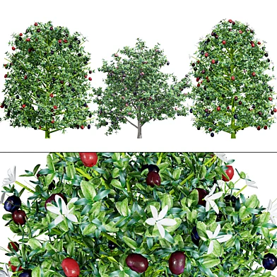 South African Natal Plum
