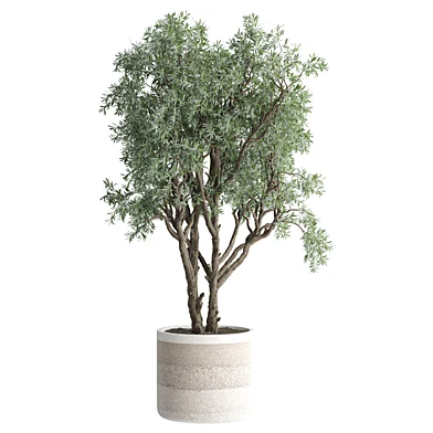 indoor Plant 647
