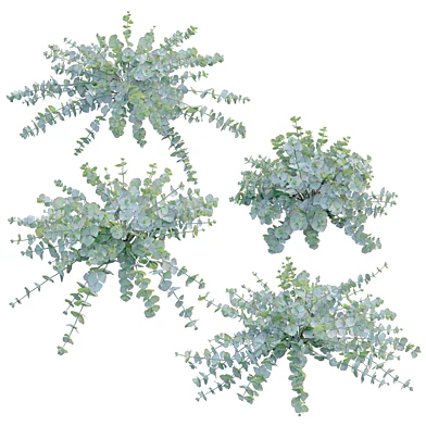 Sedum sieboldii