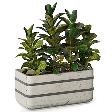 Tall Plants collection Set Ficus in Pot 231