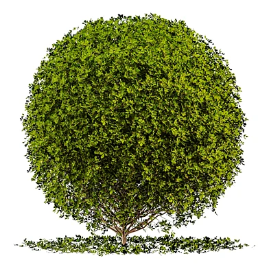 Decorotive tree
