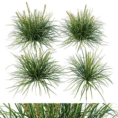 Lomandra Lime Tuff grass