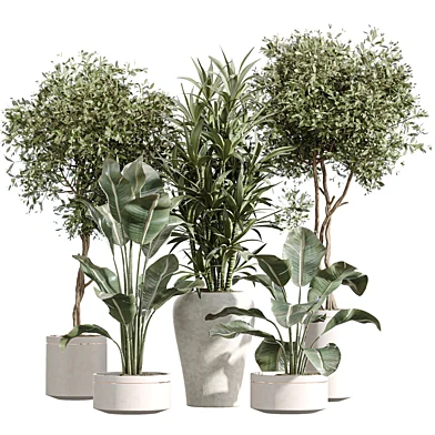 AV Indoor Plants Set 257 Dracaena Marginata and Olive and Areca Palm and  Aloe Vera