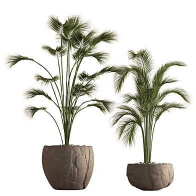 Indoor Plant 935 - Tropical Plants
