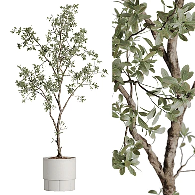 indoor plant set 100