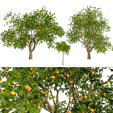 Grapefruit Tree 3D Model
