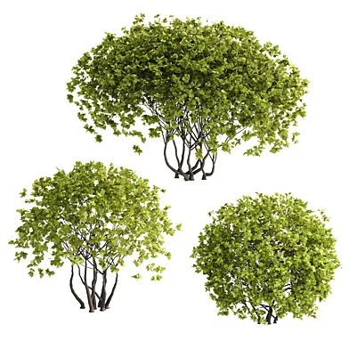 Hawthorn round hedges