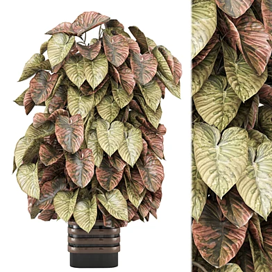 Indoor Plants Collection 2037