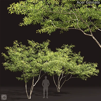 Acer Ginnala