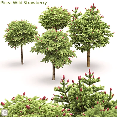 Picea Wild Strawberry