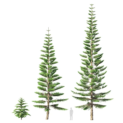 Norfolk Island pine 02