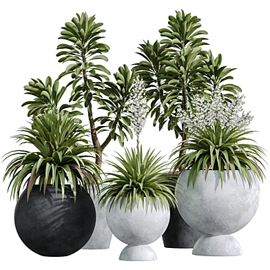 AV Indoor Plants Set 338 Yucca Elephantipes Rupicola and Euphorbia Drupifera Sunshine Agaveville