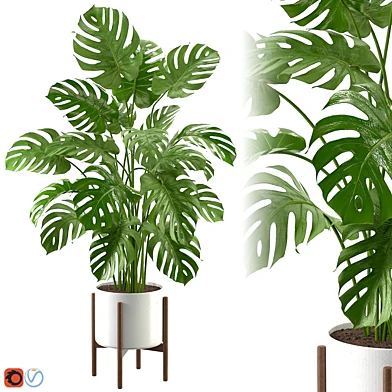Monstera Plant Set 07