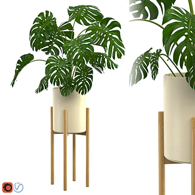Monstera Plant Set 05