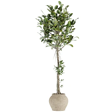 set70 indoor plant