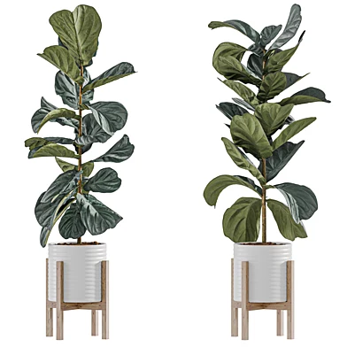 Fiddle leaf fig (Ficus lyrata) 07