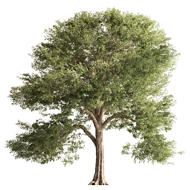 Big Broadleaf Tree 425