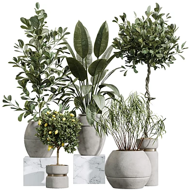 AV Indoor Plants Set 371 Japandi Decorative and Mandarin Citrus and Ficus microcarpa and Ficus Elastica