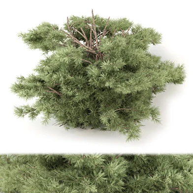 Outdoor Plants Bush Collection 3606