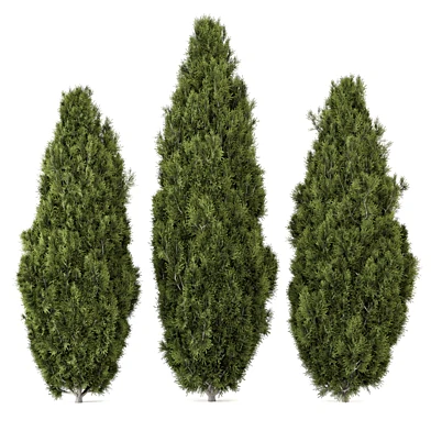 Outdoor Pine Plants Bush_Bush Set 3619