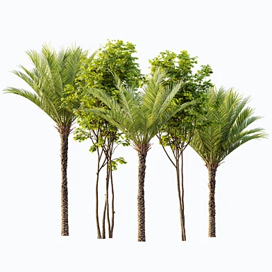 AV Phoenix Dactylifera Date Jurassic Palm Tree and Ash Maple Tree