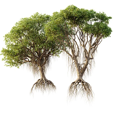 AV Mangrove Gray Avicennia Marina
