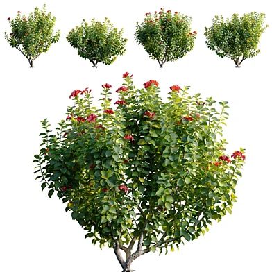Hibiscus fragilis - Mandrinette - Chinese hibiscus - Hibiscus rosa