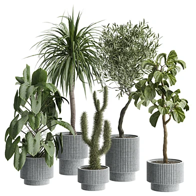 indoor Plant 661