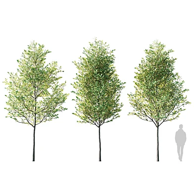 Дуб черешчатый обыкновенный сет / Oak Quercus robur 6м 005