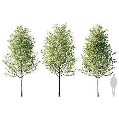 Дуб черешчатый обыкновенный сет / Oak Quercus robur 6м 006
