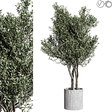 indoor plants 15