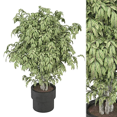 outdoor Plants Collection 2182