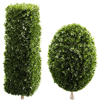 Topiary Boxwood Shrubs Rectangular Oval bush
