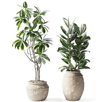 Two forms of Ficus elastica plant in a pot