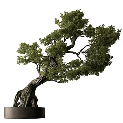 Outdoor Plants 727 - Giant Bonsai