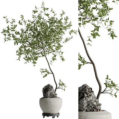 Indoor Bonsai Plants 120