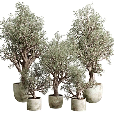 Old Tree in Vase Dirty - Outdoor Plants 205 vray